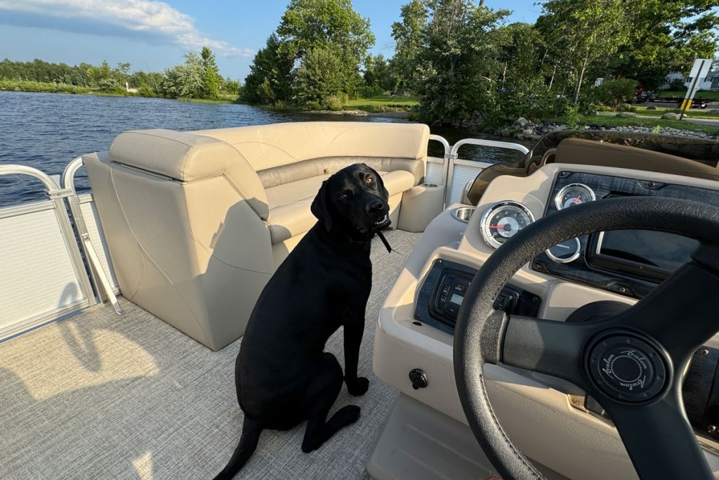 Dog Enjoying Pontoon Boat